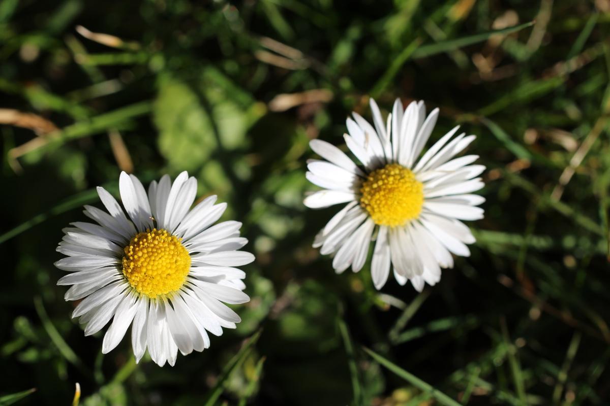 Gänseblümchen (Bellis perennis)