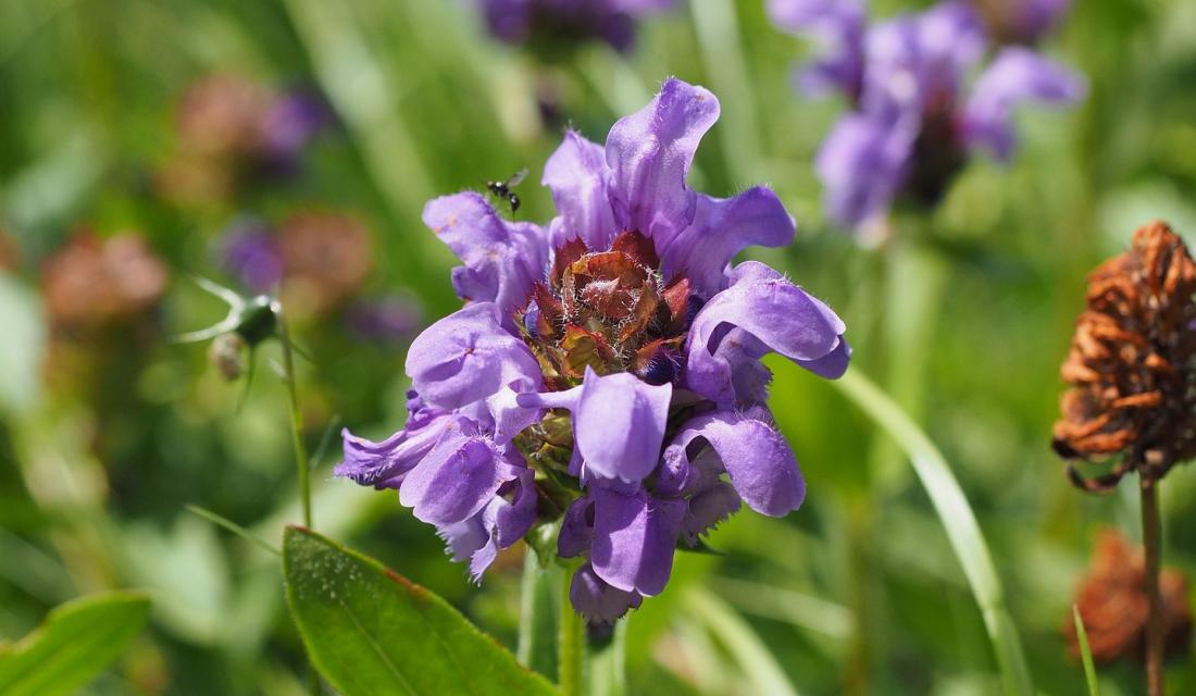 Grossblütige Braunelle (Prunella Grandiflora)