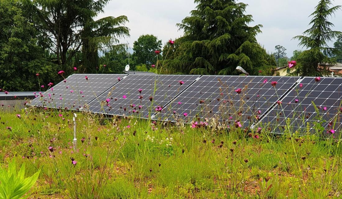 Solargründach Solarmodule auf extensiver Dachbegrünung