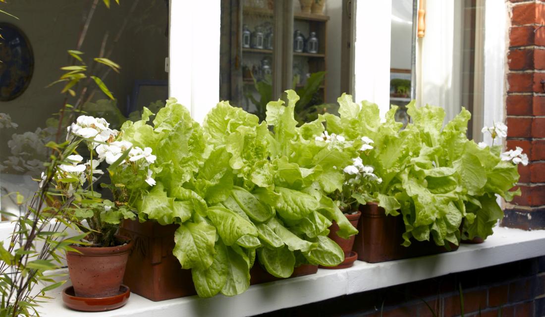 Salatanbau in einem Balkonkasten auf dem Fensterbrett