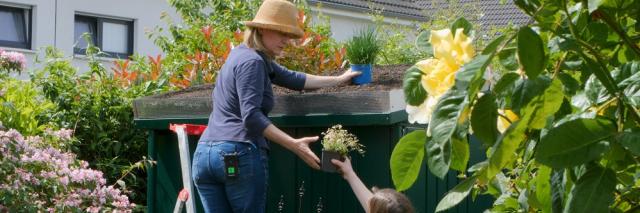 Frau bringt Pflanzen auf das Dach eines Gartenhäuschens zur Dachbegrünung