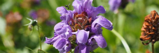Grossblütige Braunelle (Prunella Grandiflora)