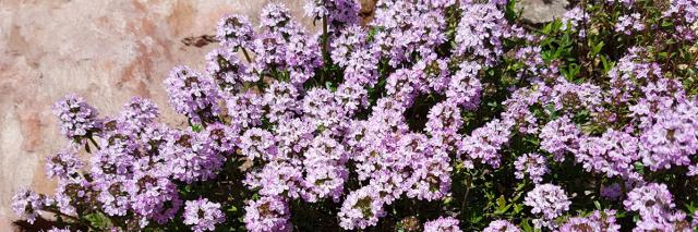 Sand-Thymian (Thymus Serpyllum)