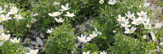 Großes Wald-Windröschen (Anemone sylvestris)