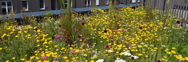 Blühende Dachbegrünung auf Hausdach