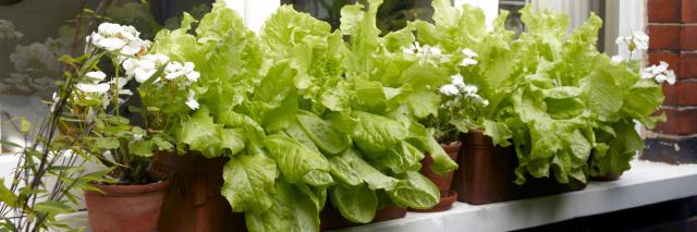 Salatanbau in einem Balkonkasten auf dem Fensterbrett