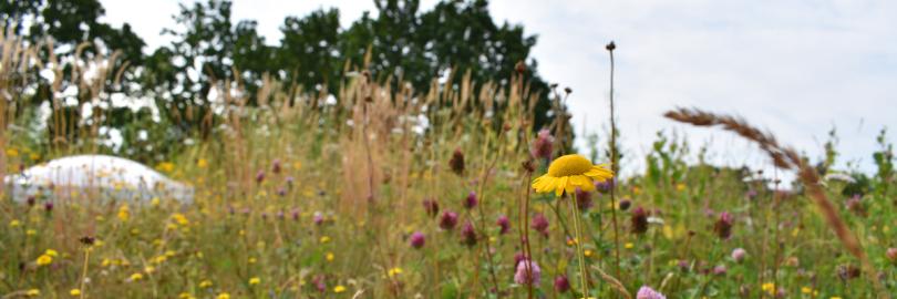 Aufsicht auf ein blühendes Retentionsgründach