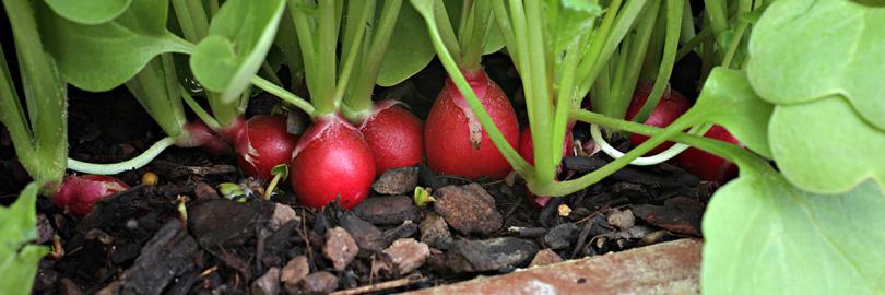Radieschen im Terrakotta-Topf