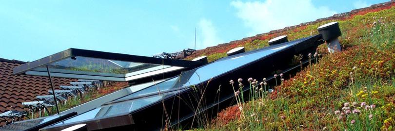 Geöffnetes Dachfenster in einem Schrägdach mit Begrünung