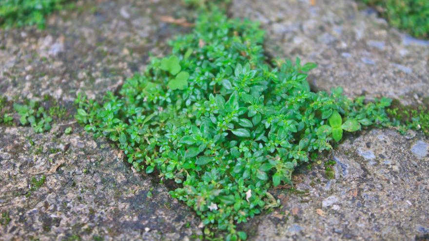 Grün zwischen Pflastersteinen