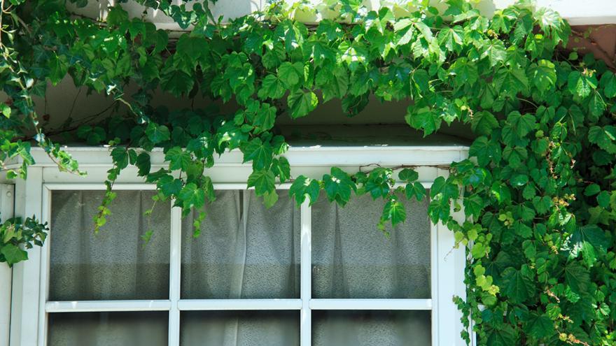 Umwachsenes Fenster