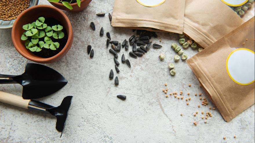 Samentüten geöffnet auf dem Tisch liegend, vertreute Samen, Miniwerkzeug, Pflanzgefäße