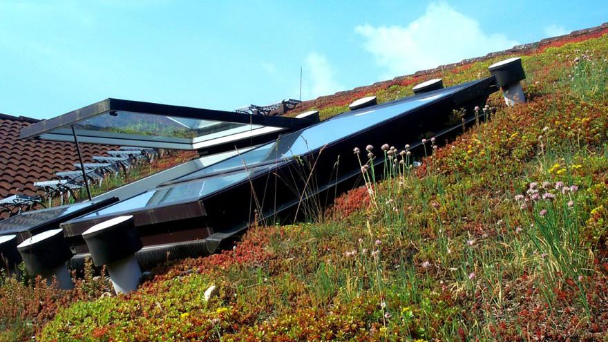 Geöffnetes Dachfenster in einem Schrägdach mit Begrünung