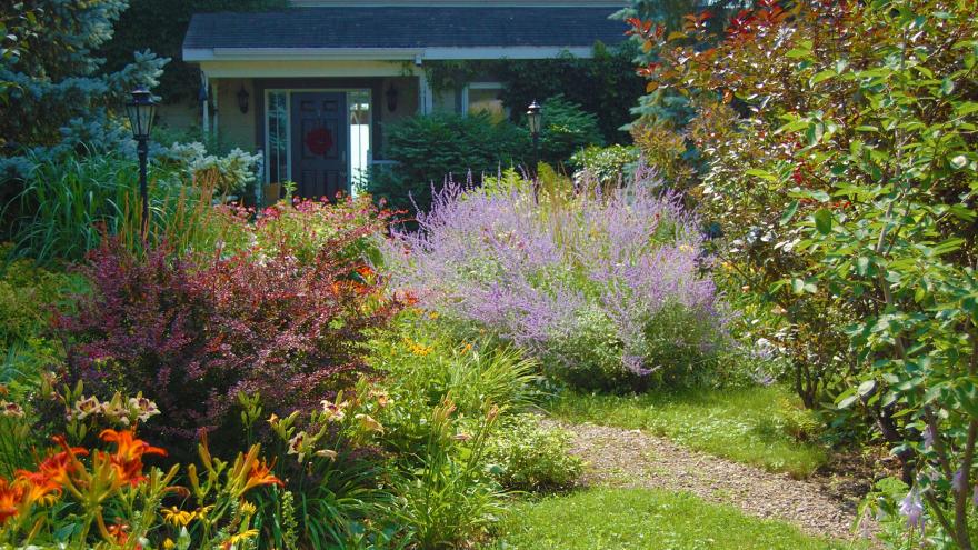 Blick in einen gut bewachsenen Vorgarten