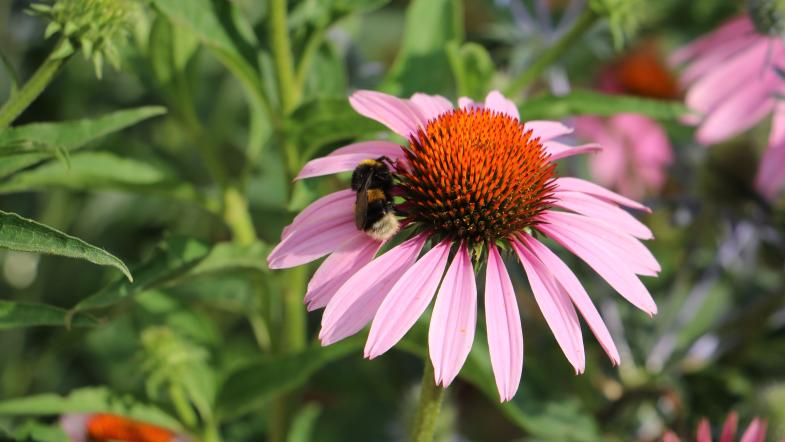 Eine Hummel sitzt auf einer Echinacea