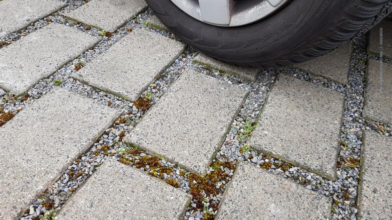 Rasenfugenpflaster mit Spontanvegetation