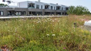 Aufsicht auf ein Retentionsgründach mit blühender Vegetation