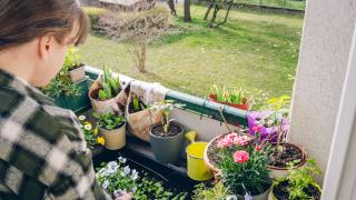 Blick über die Schulter einer Frau, die Pflanzen auf dem Balkon pflegt.
