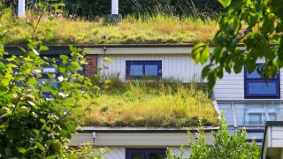 Gründach VZ NRW Mackenbrock