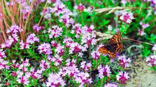 Schmetterling auf lila Thymianblüten