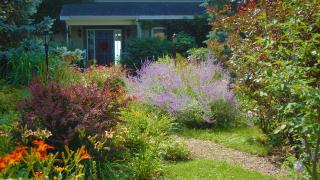 Blick in einen gut bewachsenen Vorgarten